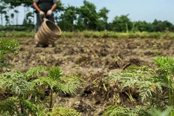 2018种川芎赚钱吗?川芎种植的利润与投资成本及前景预测
