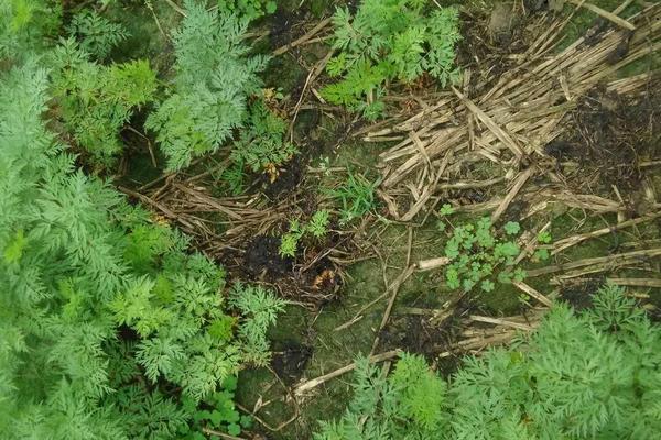 2018种川芎赚钱吗?川芎种植的利润与投资成本及前景预测