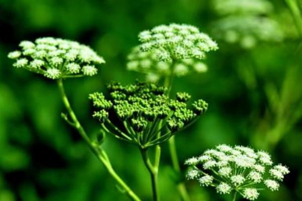 2018种白芷赚钱吗?白芷种植的利润与投资成本及前景预测