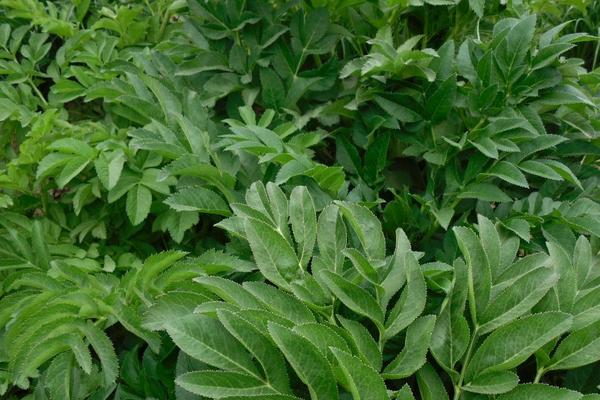 2018种白芷赚钱吗?白芷种植的利润与投资成本及前景预测