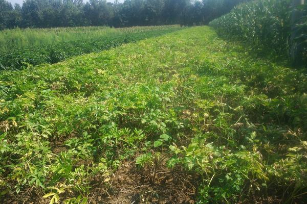 2018种白芷赚钱吗?白芷种植的利润与投资成本及前景预测