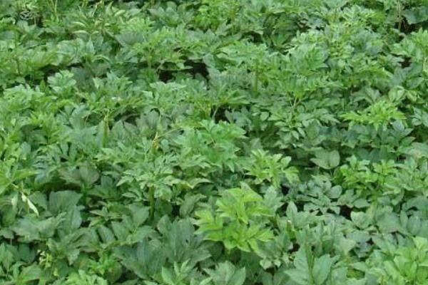 2018种白芷赚钱吗?白芷种植的利润与投资成本及前景预测