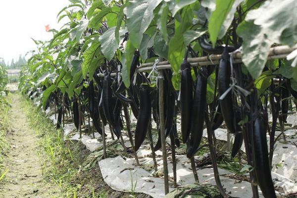 茄子图片大全