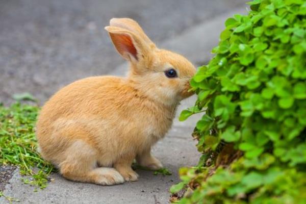 养100只肉兔能赚多少钱?养肉兔的成本和利润