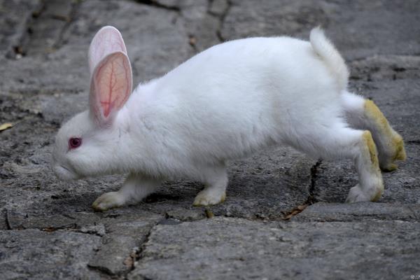 养100只肉兔能赚多少钱?养肉兔的成本和利润