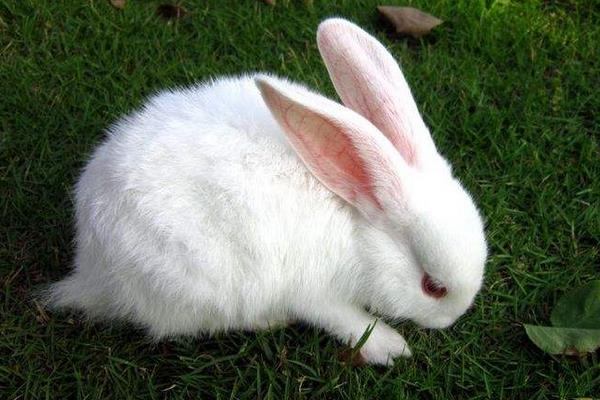 养100只肉兔能赚多少钱?养肉兔的成本和利润