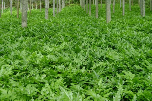 2018种黄连赚钱吗？黄连种植的利润与投资成本及前景预测