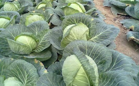 2017种甘蓝赚钱吗?