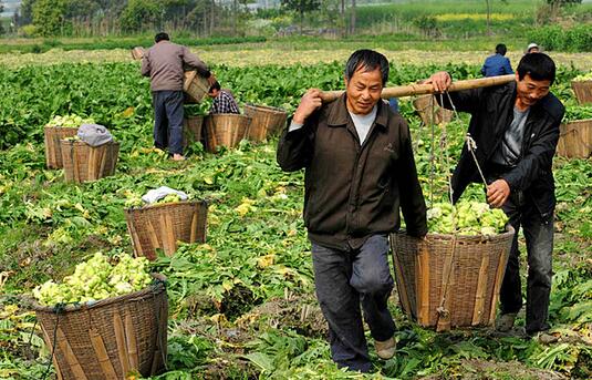 2017种榨菜赚钱吗?