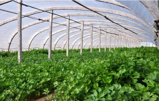 2017种香菜赚钱吗?