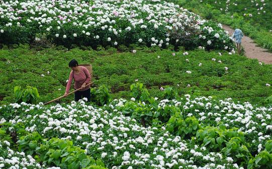 2017种白芍赚钱吗?