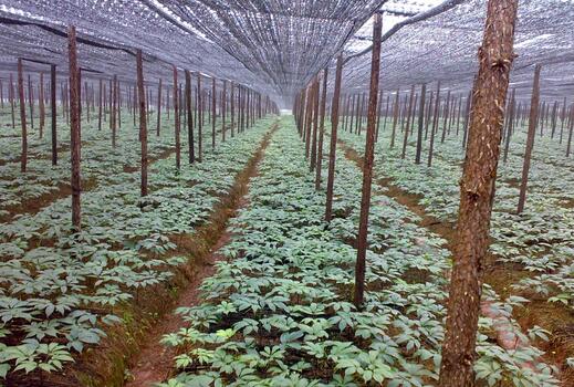 2017种三七赚钱吗?