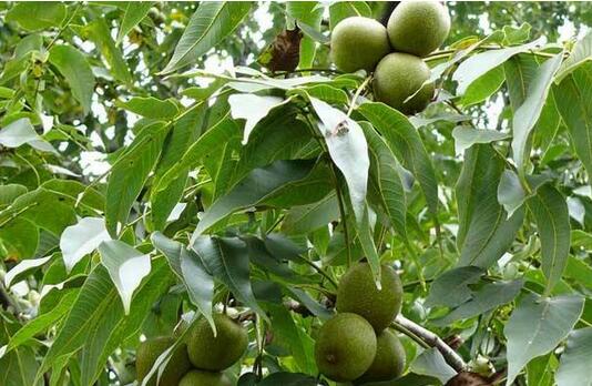 2017种核桃赚钱吗?