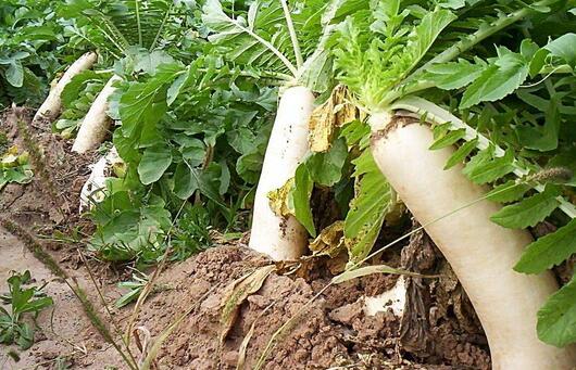 2017种萝卜赚钱吗？