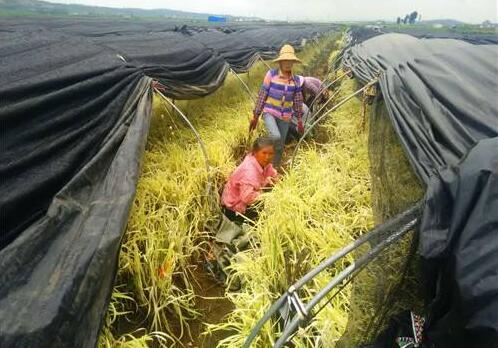 2017种韭黄赚钱吗?