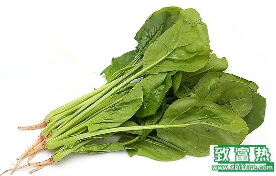 2017种菠菜赚钱吗?2017种菠菜前景及市场价格行情分析