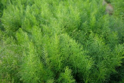 2017种茴香赚钱吗?