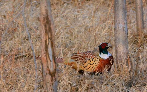 2017养锦鸡赚钱吗?