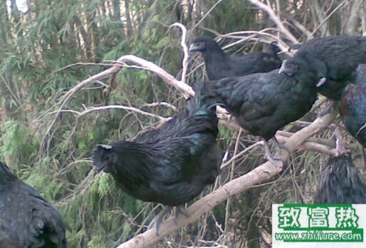 2017养乌鸡赚钱吗?2017乌鸡养殖前景及市场价格行情分析