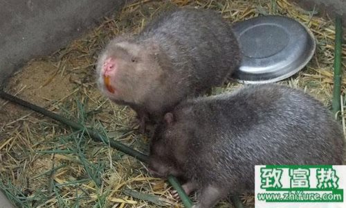 竹鼠的养殖效益