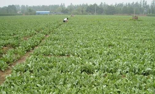 2017种板蓝根赚钱吗?