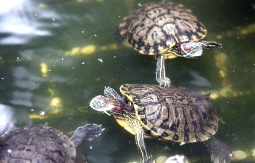 2017养乌龟赚钱吗?