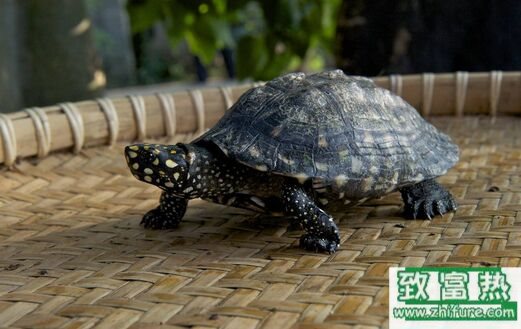 2017养乌龟赚钱吗?2017乌龟养殖前景及市场价格行情分析