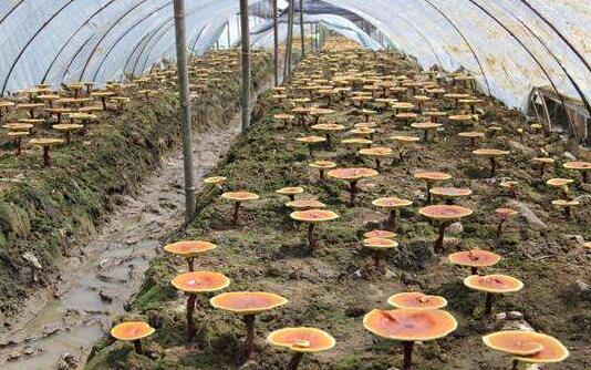 2017种灵芝赚钱吗?