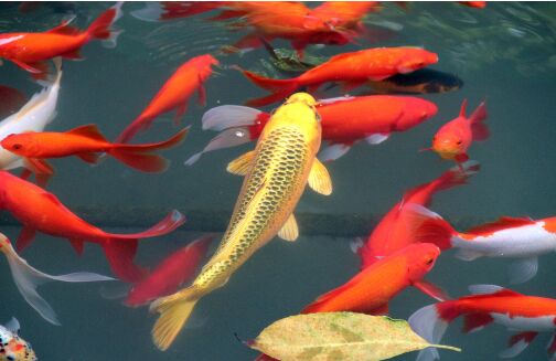 2017养锦鲤赚钱吗?