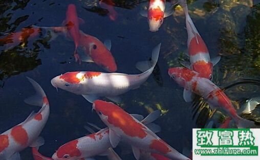 2017养锦鲤赚钱吗?2017锦鲤养殖前景及市场价格行情分析