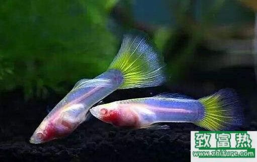2017养孔雀鱼赚钱吗?2017孔雀鱼养殖前景及市场价格行情分析