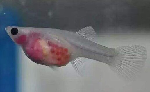 2017养孔雀鱼赚钱吗?