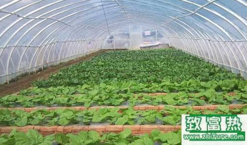 温室跨冬菜立春后管理措施