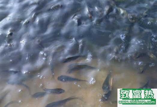 2017养罗非鱼赚钱吗?2017罗非鱼养殖前景及市场价格行情分析