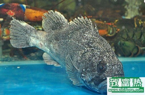 2017养石斑鱼赚钱吗？2017石斑鱼养殖前景及市场价格行情分析