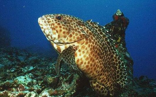 2017养石斑鱼赚钱吗?