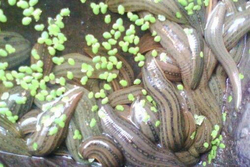 2017养水蛭赚钱吗?