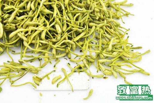 2017种金银花赚钱吗?2017种金银花前景及市场价格行情分析