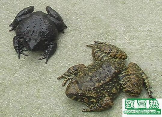 2017养石蛙赚钱吗？2017石蛙养殖前景及市场价格行情分析