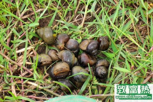 2017养田螺赚钱吗?2017田螺养殖前景及市场价格行情分析