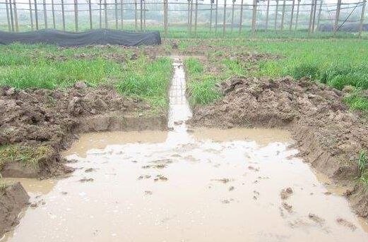 2017养田螺赚钱吗?