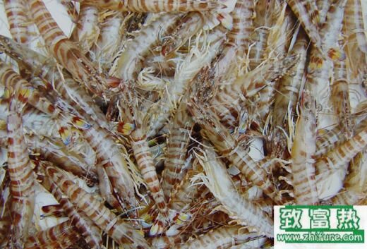 2017养对虾赚钱吗?2017对虾养殖前景及市场价格行情分析