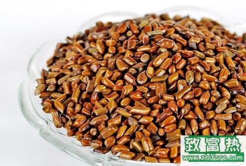 2017种决明子赚钱吗?2017种决明子前景及市场价格行情分析