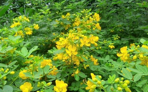 2017种决明子赚钱吗?