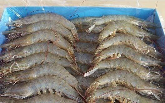 2017养南美白对虾赚钱吗?