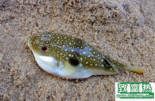 2017养河豚赚钱吗?2017河豚养殖前景及市场价格行情分析