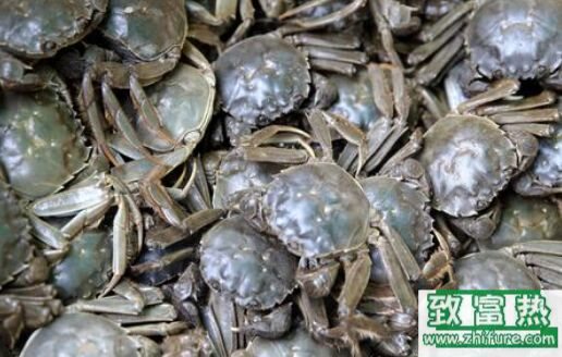 2017养河蟹赚钱吗?2017河蟹养殖前景及市场价格行情分析