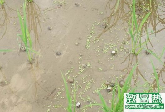 2017养福寿螺赚钱吗?2017福寿螺养殖前景及市场价格行情分析