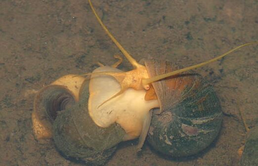 2017养福寿螺赚钱吗?