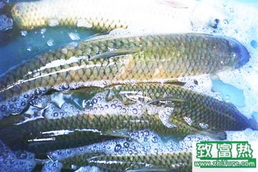 2017养草鱼赚钱吗?2017草鱼养殖前景及市场价格行情分析